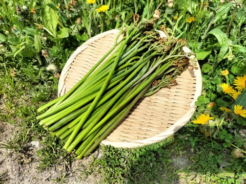 ワラビ  トロっトロな食感がクセになる＜約1000g＞(わらび、蕨)