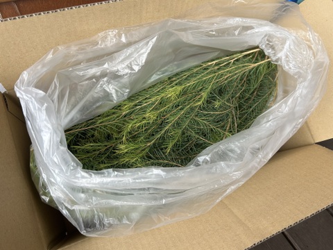 箱に入るだけたっぷり！フレッシュティーツリー