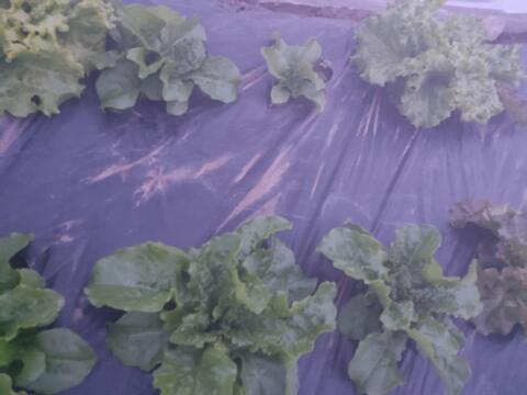 🍃【朝採り】旬の株どりレタス2〜3株 ＋ 旬野菜の詰め合わせBOX🍃