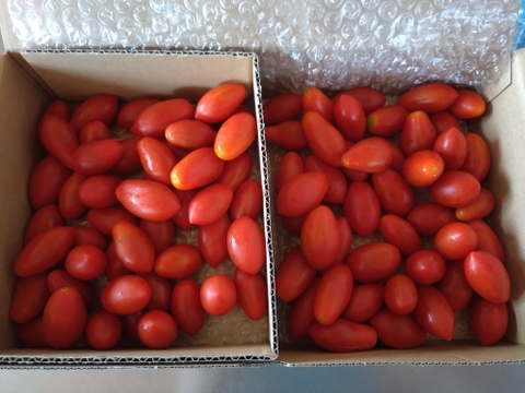 リコピン2倍！高糖度！【シュガープラム】0.7K