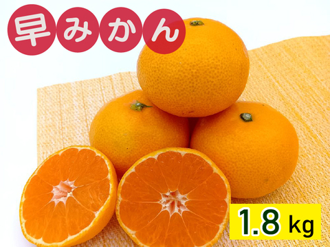 【お試しに】秋が旬！『早みかん』【わけあり 1.8kg】