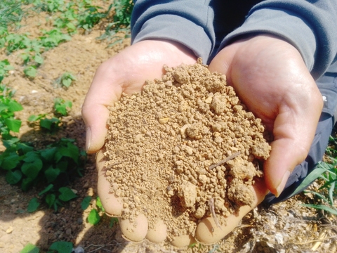 【冬の根菜5点セット】農薬化学肥料不使用！「れんこん800g」「源助大根1本」「あやめ雪かぶ3個」「赤土ごぼう350g」「ちはま五寸にんじん1kg」