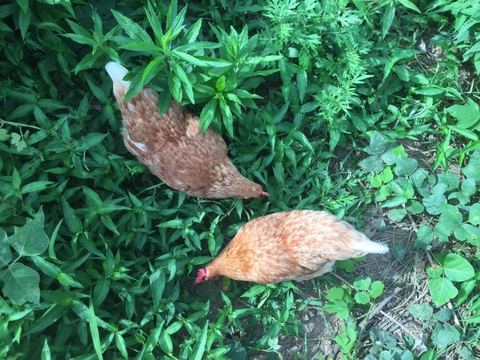 自然豊かな向津具半島・放し飼い有精卵２４個　一羽あたり六畳の超低密度飼育　自家製発酵飼料・名水百選湧水