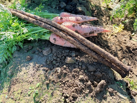 特上野菜セット、ネギ6Kg、大和芋4Kg、ゴボウ２本、人参500g