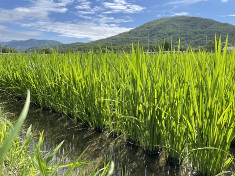 北海道産 特別栽培米 (令和4年産)おぼろづき5kg(精米)