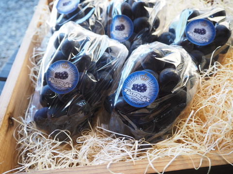 旬のごほうび『ナガノパープル』皮ごと味わえる、高貴な甘みをお届け！約900g(２~３房)