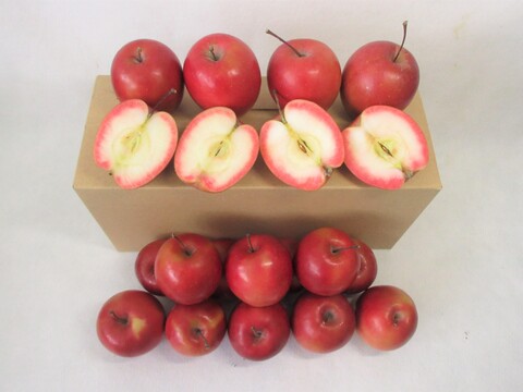 【超希少品種】果肉まで赤～いりんご『栄紅』超かわいいサイズちょっとB品18個(約2kg)