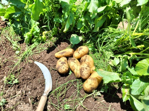 【自然栽培】旬の新じゃがいも　４Kg