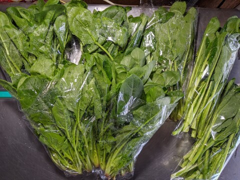 ホウレンソウと茎立ち