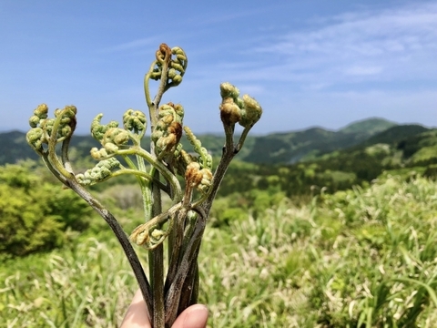 【有馬温泉の麓】兵庫県産 天然 生わらび たっぷり300g 4月下旬頃〜順次発送🚛