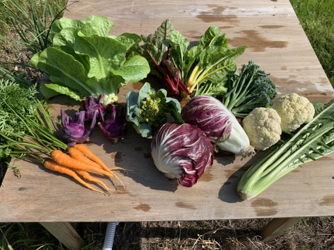 季節の西洋野菜セット7〜8種類　農薬化学肥料不使用