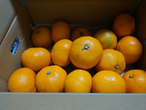 まどんな（ご家庭用・２㎏）+夕やけみかん×２箱（ご家庭用・２㎏）