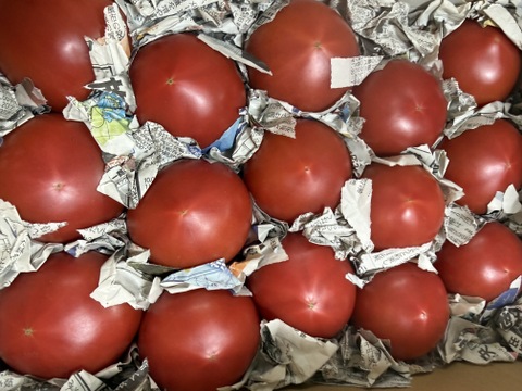 毎食トマト！バクバク食べちゃう栄ちゃんトマト　中くらいサイズ3キロ入り