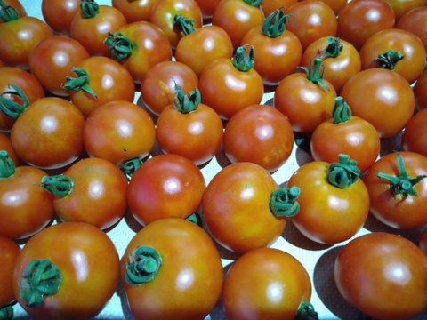 「固定種　ステラ」甘い！ミニトマト 1kg