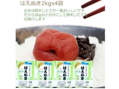定番のはえぬき2kgx4袋 特A米 一等米  無洗米 令和6年山形産