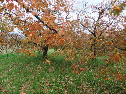 紅干し柿　まるで和菓子！２パック（１パック当り180ｇ）