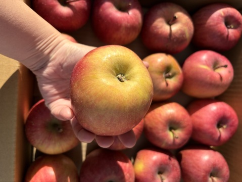 青玉 加工用 大訳あり サンふじ 5キロ箱