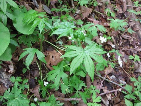 大自然世界遺産白神山地付近で取れたおいしいシドケ（50g）