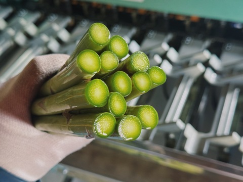 富良野産グリーンアスパラ（M-2L混合サイズ・800g）