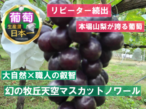 🍇これを食べずして葡萄好きは語れない🍇幻の牧丘天空マスカットノワール黒いシャインの異名を持つ市場でお目にかかれない超希少品種『2024年11月上旬発送』お試し約1kg2～4房