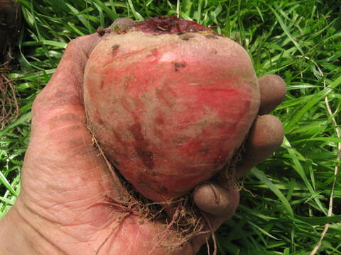 瀬戸内よりお届け！愛媛県産ビーツ（デトロイトダークレッド）５㎏【約９個・サイズ混合・ご家庭用】葉っぱもお届けします！