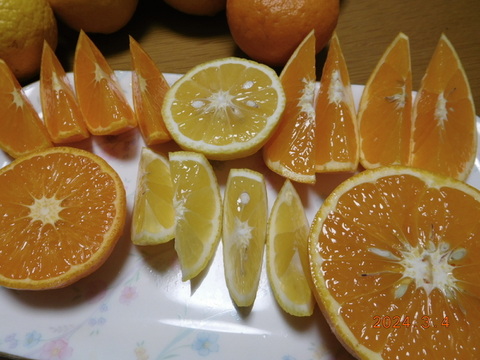 【柑橘食べ比べ】 🔴 伊豆産！春の柑橘うれしい６種詰め合わせ　　正味4.0㎏　大小混合