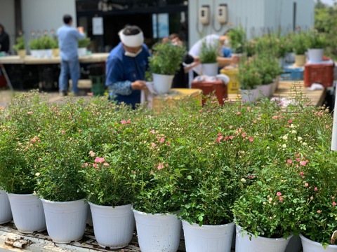 元気を与え、心を明るくするピンクのバラ5号鉢　農家直送