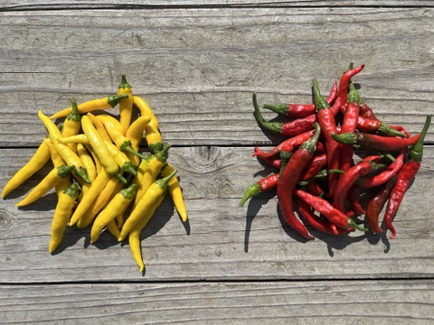 オーガニック生黄色100g🟡&赤唐辛子100g🌶️【有機JAS認証取得】200g Organic Fresh Yellow 100g &Red Chili 100g