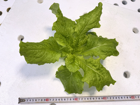 【化学肥料不使用】ダイくんちの野菜！やわらか食感！サンチュ　1箱8袋　（1袋80～100ｇ程度）