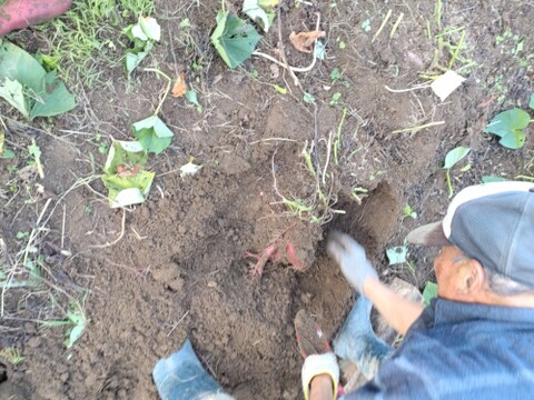 さつまいも1kg 石川県産金時芋 【農薬、除草剤、化学肥料不使用】