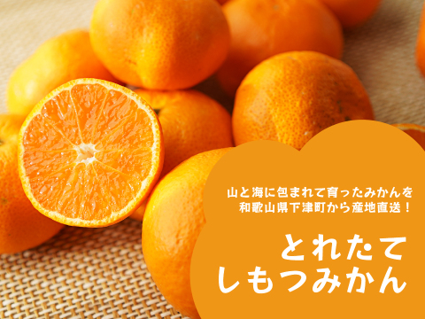 とれたてしもつみかん5kg｜和歌山県海南市下津町から産地直送でお届け