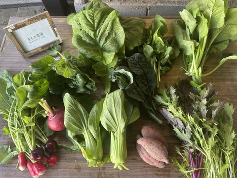 【箱いっぱいにお届け！】農薬不使用キラピカ旬野菜BOX11〜12品、朝穫れ農の島＊大三島＊よりお届け！