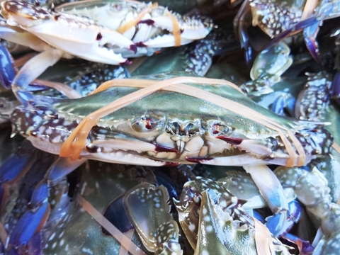 【冬ギフト】熨斗対応可能 ワタリガニ メス大サイズ 冷凍発送２ｋｇ（約4-6杯）渡り蟹 ガザミ 梭子蟹 ケジャンにも！  がざみ 蟹通販 宮城県産 活状態から冷凍品