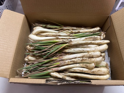 土付き　沖縄島ラッキョウ　1㎏