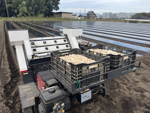 今が旬！にんにくの芽　群馬県産　有機肥料栽培　除草剤　消毒剤無使用