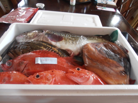 松コース【知床羅臼直送】 船頭にお任せ！鮮魚ボックス（詰め合わせ）海鮮セット