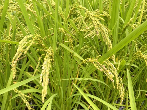 収穫から3日~7日以内の【 生きたお米 】
農薬&化学肥料80%以上大幅減 !!
令和7年度 新米 広島白木町 白米10kg
はんでん 代表品種 特別栽培米 ツキアカリ