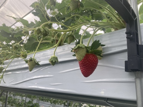 🏆いちごグランプリ　🏆いちご選手権受賞　大和なでし苺　古都華　6粒入り　特大　いちご　300g 奈良県　橋本農園　イチゴ 化粧箱　贈答用にも