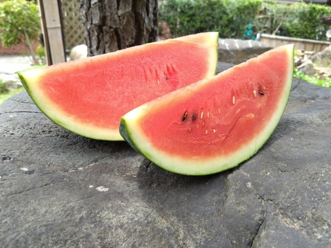 【最高糖度15度超え】選ばれし一玉にのみ刻まれる王の証🍉極限集中栽培が生んだ唯一無二のスイカ『蜜王』🍉寛永鶴見ブランド【7月中旬予約】