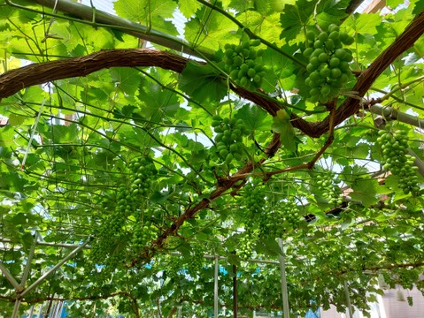 シャインマスカット　ぶどう　2房セット　千葉県よりお届け　500ｇ×2房