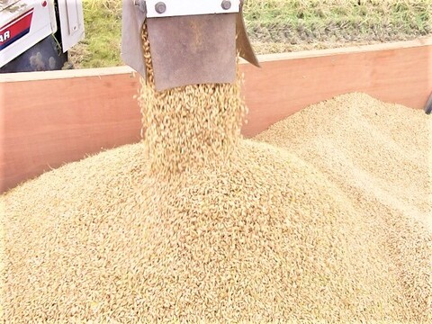 植物性で育てたビーガン米 2㎏ 玄米【化学肥料、農薬、除草剤不使用】　送料相当分値引き中