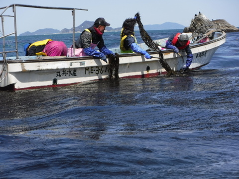 ネバシャキ！【産地直送】きざみあかもく180ｇパック5本 伊勢志摩産　鳥羽市の離島・菅島沿岸で収穫！　人気のおみやげ　鳥羽のお土産28選　NIPPONFOODSHIFT入賞商品