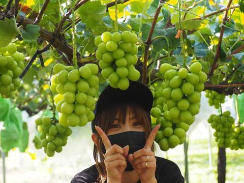 シャインマスカット＆クイーンルージュ　人気品種が1度に楽しめる夢のセット！