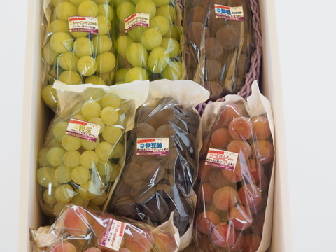 【福袋2025】9月上旬～収穫出来次第の発送★大粒ぶどう食べ比べ！！おまかせで5～8品種入り