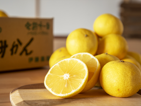 【先着10名様限定！】伊藤農園認定 農家さんの木成り 完熟 黄金柑 訳あり品 2.5kg【5月上旬より発送予定】354-2h