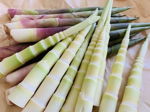 予約受付中 山菜細竹（根曲がり竹）休耕地栽培 1ｋｇ+  天然こしあぶら３００ｇのセット 天ぷらや和え物で春の味覚を‼