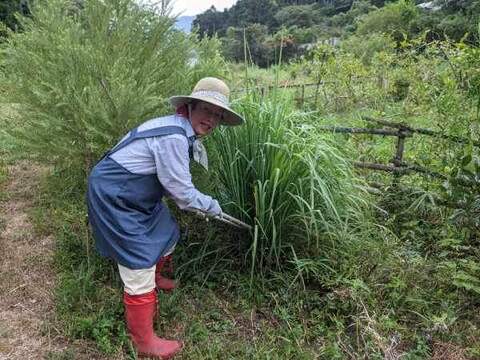 爽やかな香りのレモングラス一束ドライハーブ８０g