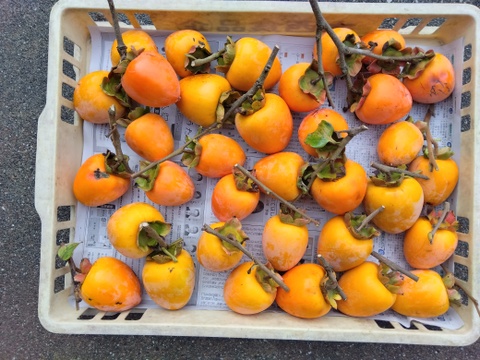 発送準備できております。
訳あり特価「柿」
(干し柿用です）
１０Ｋｇ１８００円
収穫したばかりですが鮮度が命ですので２日間限りの出展です。