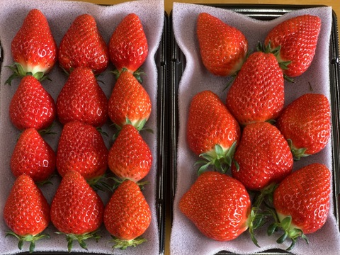 【新品種べにたま】２パック(500g) ついに解禁🍓