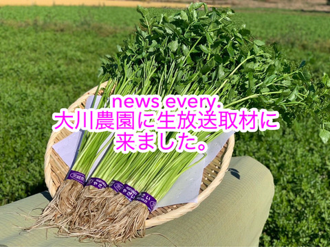 茨城県産　せり 【根付き】　5束　約600g